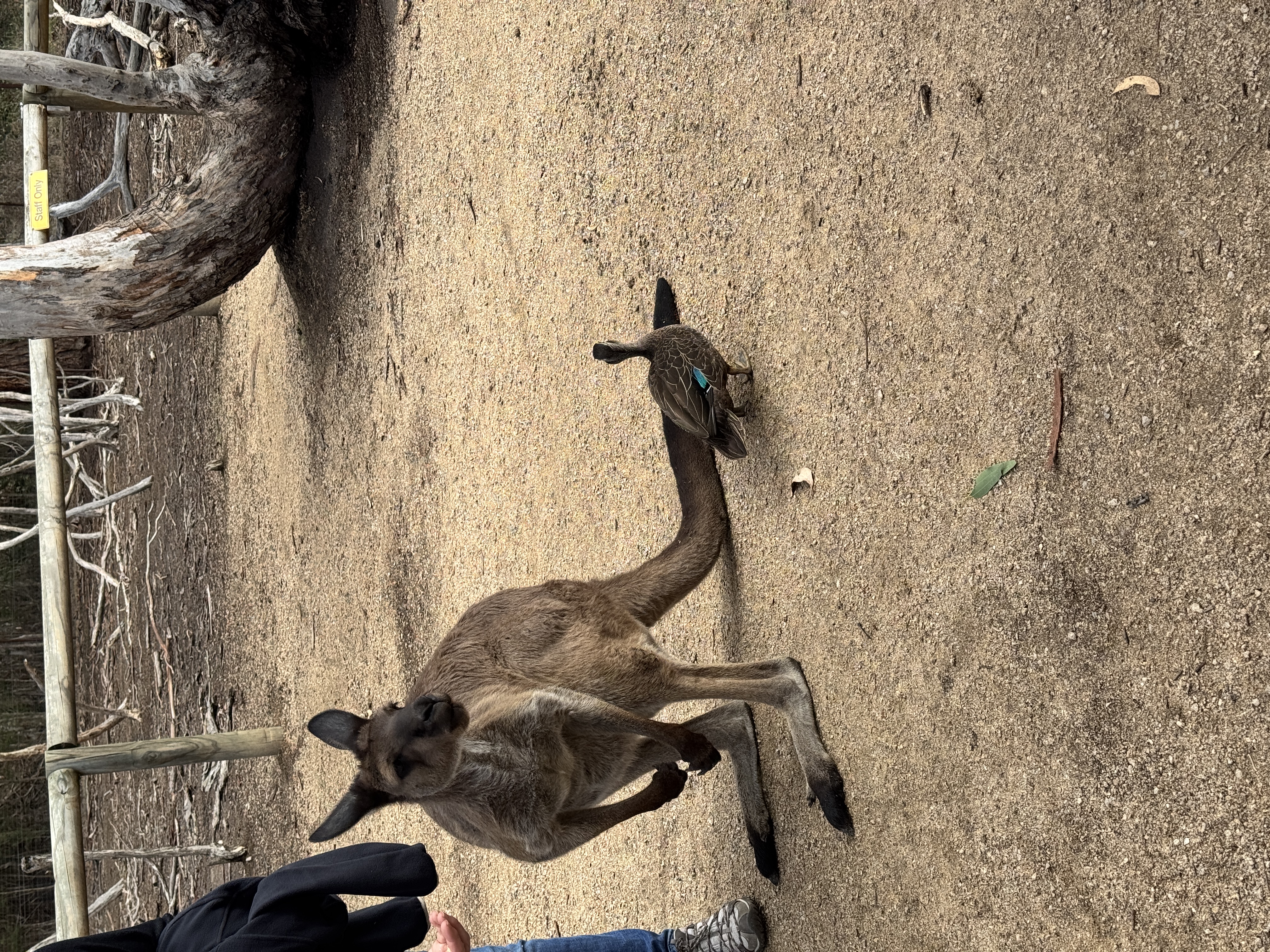 Kangaroo and duck at Philip Island wildlife park